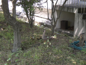 Dscn4178